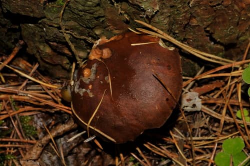 Podgrzybek brunatny