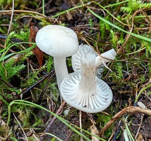 Kopułka śnieżna