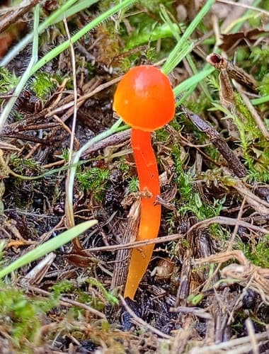 Wilgotnica szerokoblaszkowa