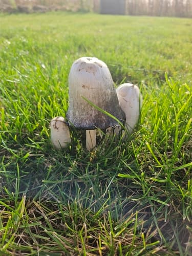 Agaricineae