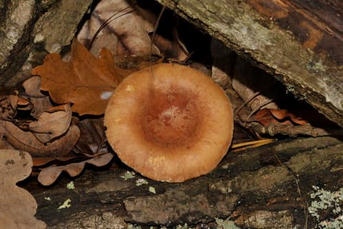 Lactarius xanthogalactus