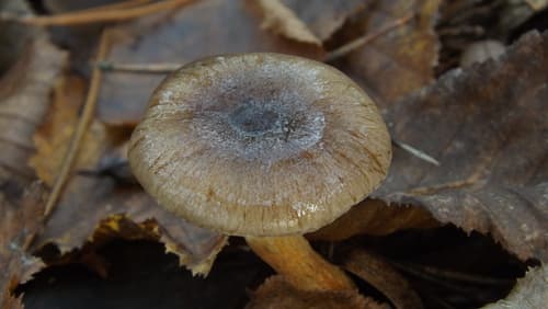 Wodnicha późna