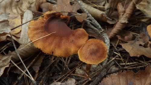 Dermocybe