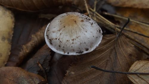 Inocybe lilacina