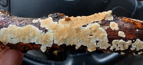 Steccherinum nitidum