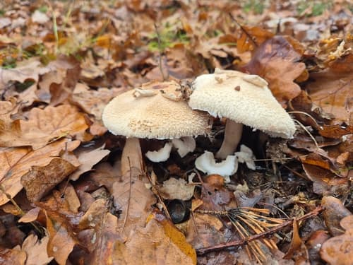 Macrolepiota rhodosperma