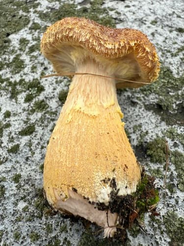 Opieńka żółtawa