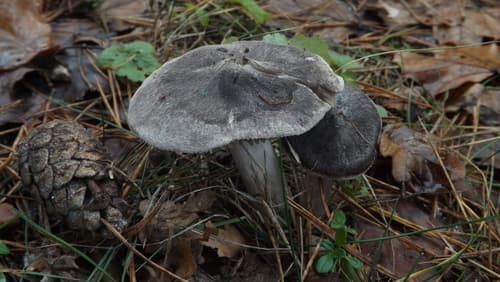 gąska ziemistoblaszkowa
