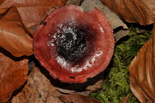 Gołąbek ciemnopurpurowy