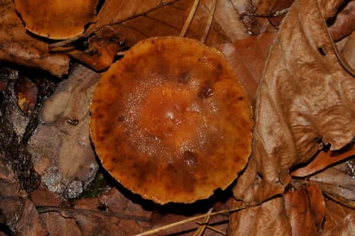 Agrocybe firma