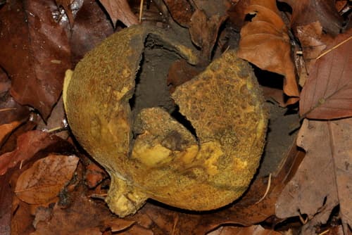 Tęgoskór cytrynowy