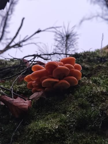Płomiennica