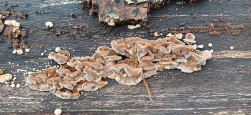 Szaroporka podpalana