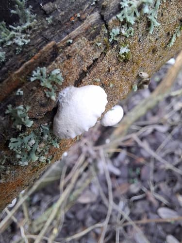 Crepidotus