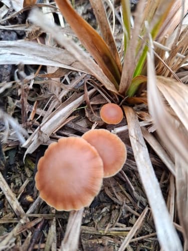 Tubaria
