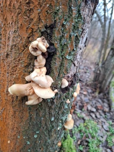 Crepidotus