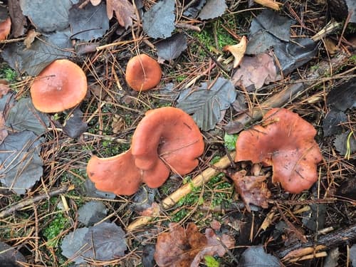Mleczaj rudy