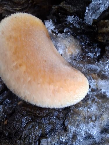 Phyllotopsis