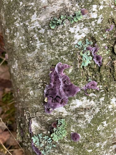 Chrząstkoskórnik purpurowy