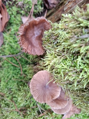 Pieczarniaki