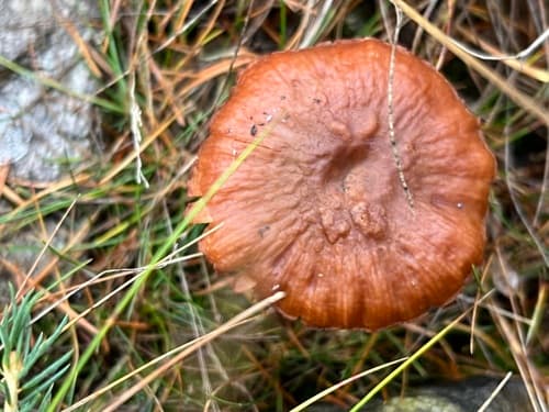 Lakówka pospolita