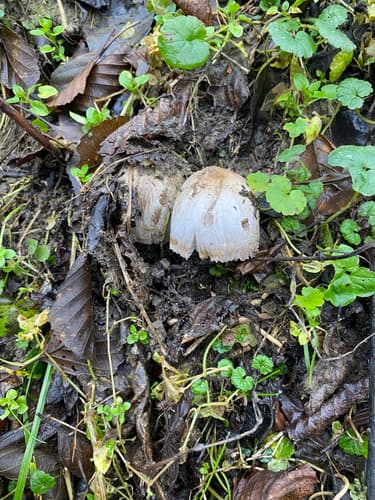 Coprinopsis