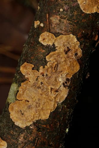Skórnik szorstki