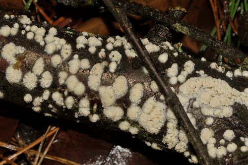 Cylindrobasidium laeve