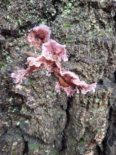 Chrząstkoskórnik purpurowy