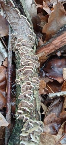 Niszczyk liściastodrzewny