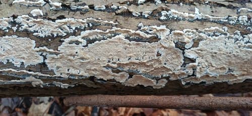 Cylindrobasidium laeve