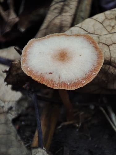 Tubaria