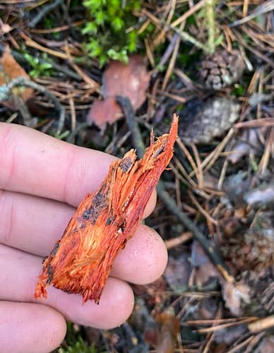 Phanerochaete sanguinea