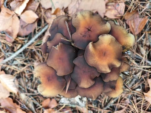 Agaricineae