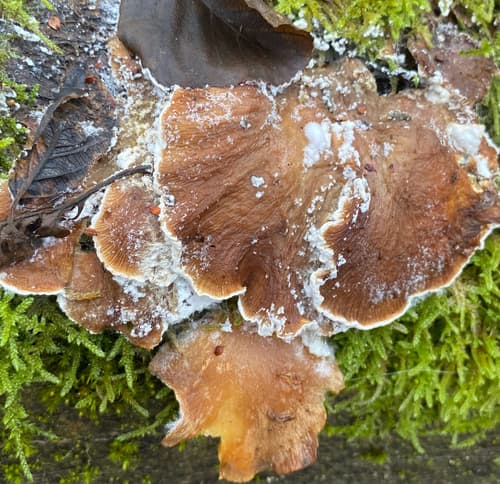 Pieczarniaki