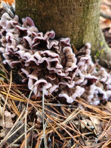 Chrząstkoskórnik purpurowy