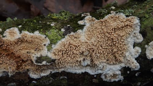 Radulomyces molaris