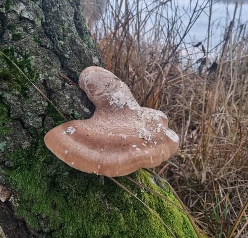 Białoporek brzozowy
