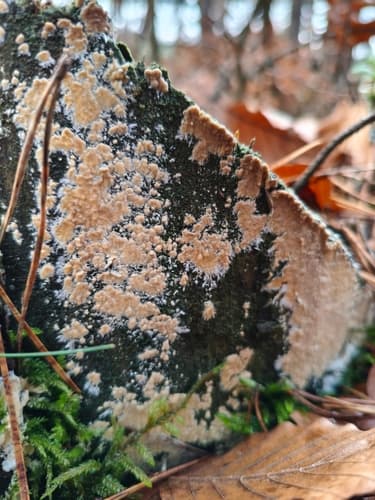 Cylindrobasidium laeve