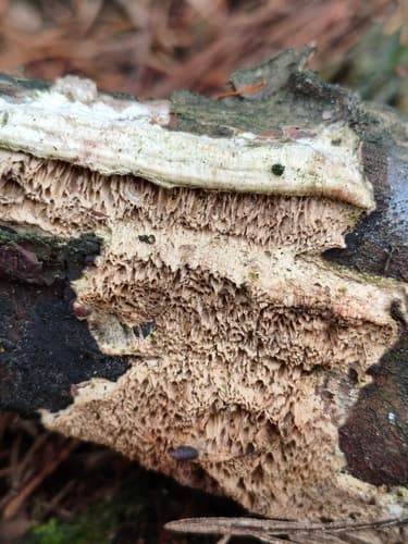 Adustoporia sinuosa