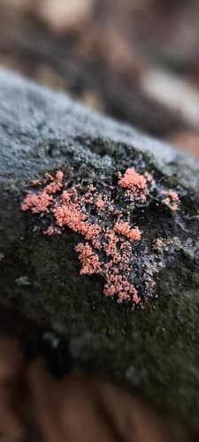 Erythricium aurantiacum