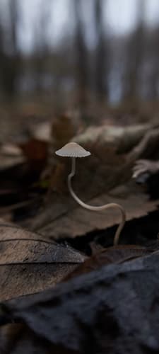 Mycena vitilis