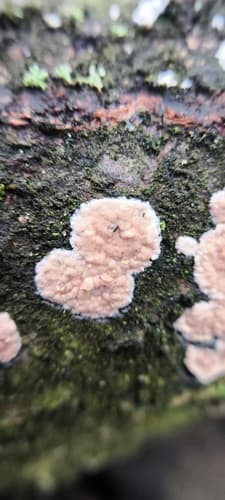 Cylindrobasidium laeve