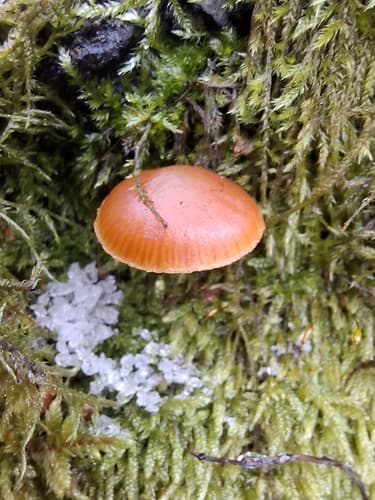 Agaricineae