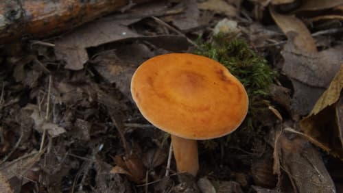 Russularia