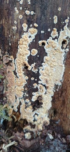 Cylindrobasidium laeve