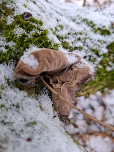 Uszak Bzowy