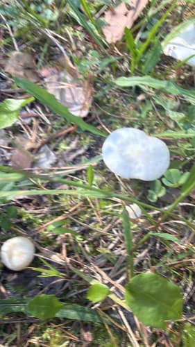 Kopułka śnieżna