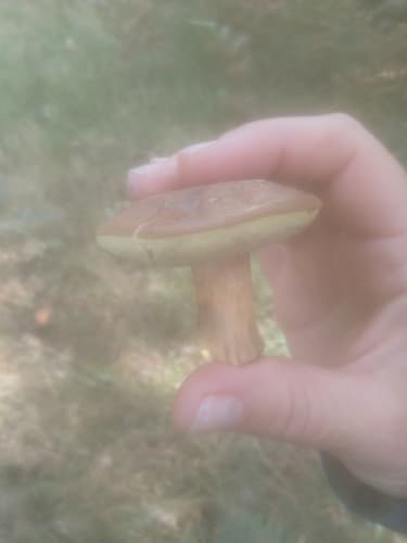 Podgrzybek brunatny
