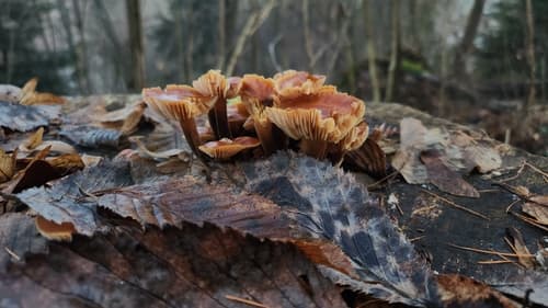 Płomiennica zimowa